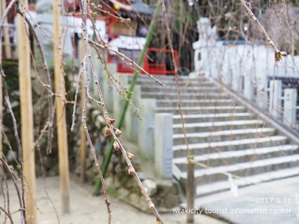 小川諏訪神社のシダレザクラ　［平成29年3月31日（金）更新］7