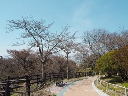 松ヶ岡公園のソメイヨシノ　［平成29年4月3日（月）更新］7