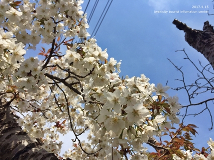県立いわき公園の桜　［平成29年4月15日（土）開催］7