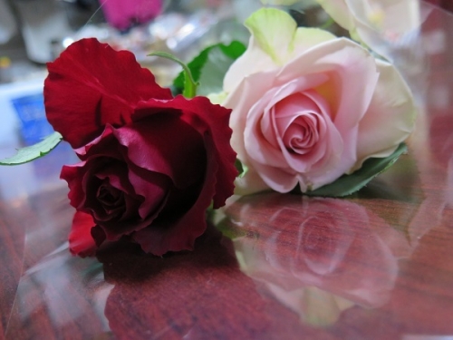 結婚記念日の薔薇