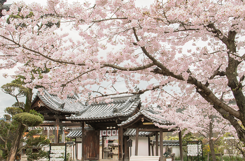 帯解寺　門　桜