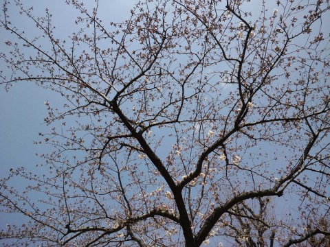 中川周辺の桜は三分咲き