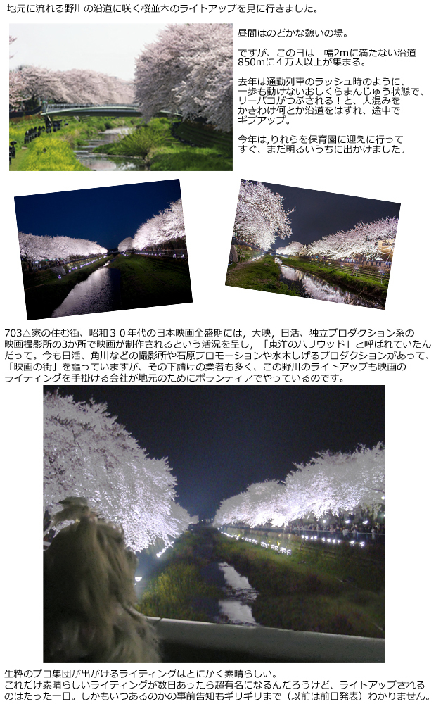 野川桜ライトアップ1