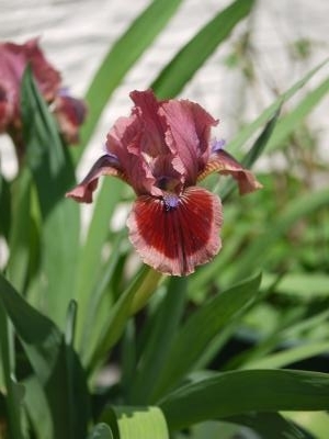 Iris germanica mini