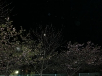 2夜桜3
