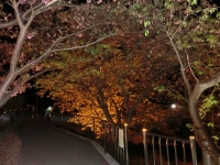 2夜桜4