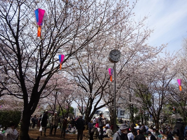 桜＠飛鳥山公園 (4)