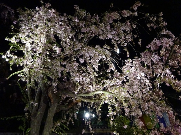 夜桜＠南蔵院4-7 (5)