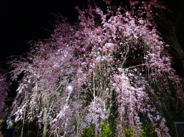 夜桜＠南蔵院4-7 (7)