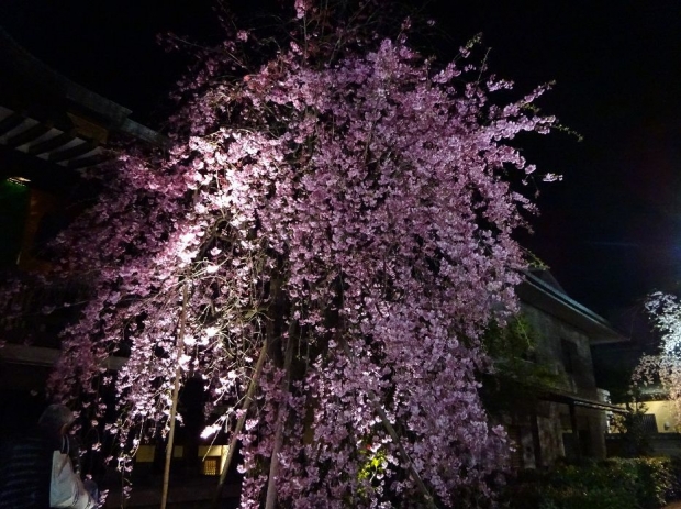 夜桜＠南蔵院4-7 (12)