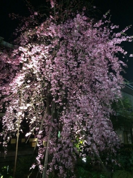 夜桜＠南蔵院4-7 (28)