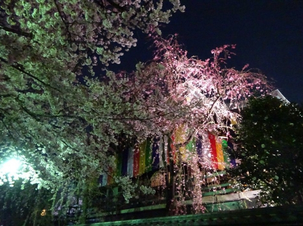 夜桜＠南蔵院4-7 (1)