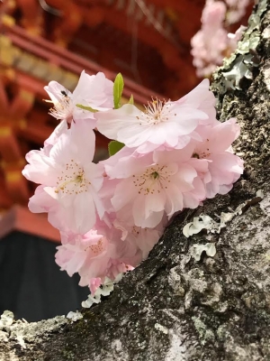 桜2017 年4月　仁和寺の