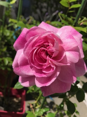 ２０１７　うちの　薔薇　ブリリアントピンクアイスバーグ