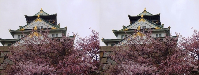 大阪城公園の桜②(平行法)