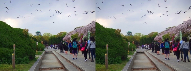 大阪城公園の桜①(交差法)