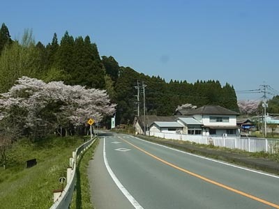 高野桜2017