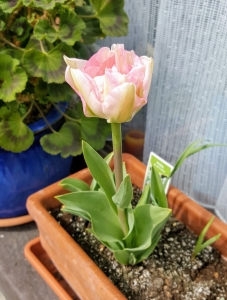 tulip0417
