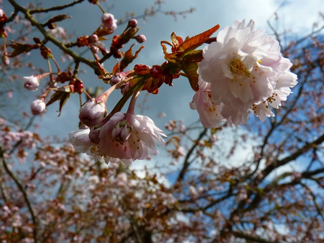 正福寺桜