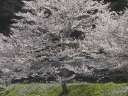 森町の桜