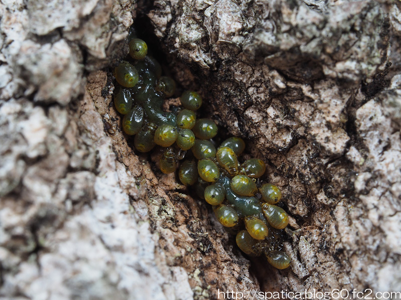 クヌギカメムシ孵化幼虫