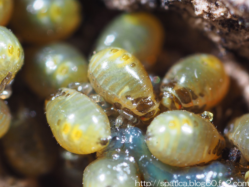 クヌギカメムシ孵化幼虫