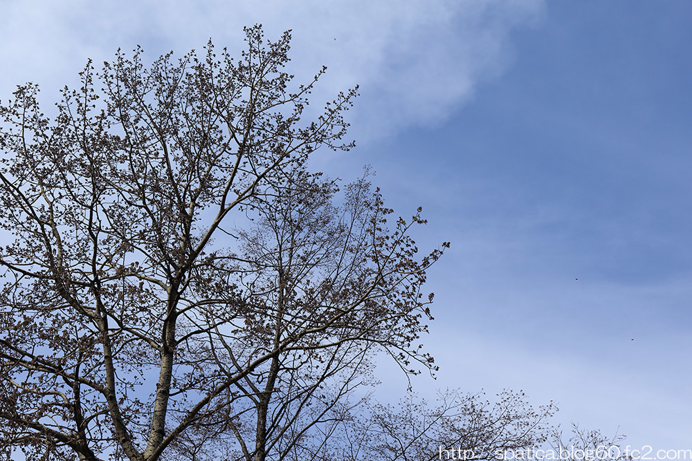ヤマナラシ樹上を飛ぶクロフカバシャク