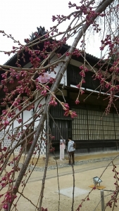 昨日の舞台桜の様子