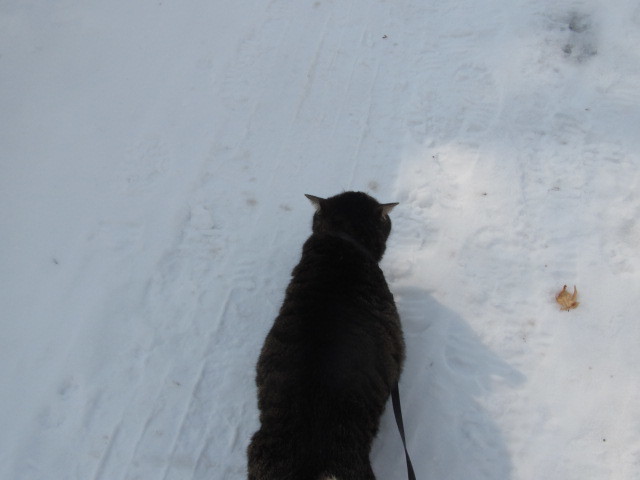 猫散歩 003