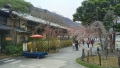 松風閣前の枝垂桜