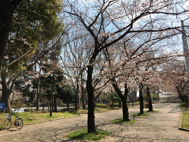 2017年4月3日五分咲きの東京桜１ by占いとか魔術とか所蔵画像