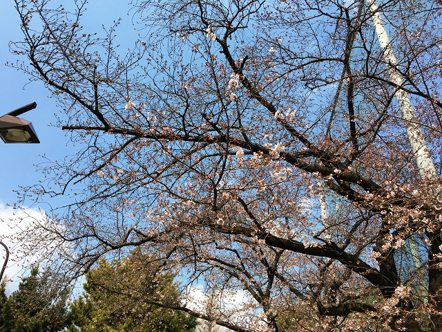 2017年4月3日五分咲きの東京桜３ by占いとか魔術とか所蔵画像