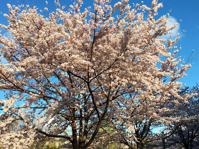 東京満開散り際の桜 by占いとか魔術とか所蔵画像