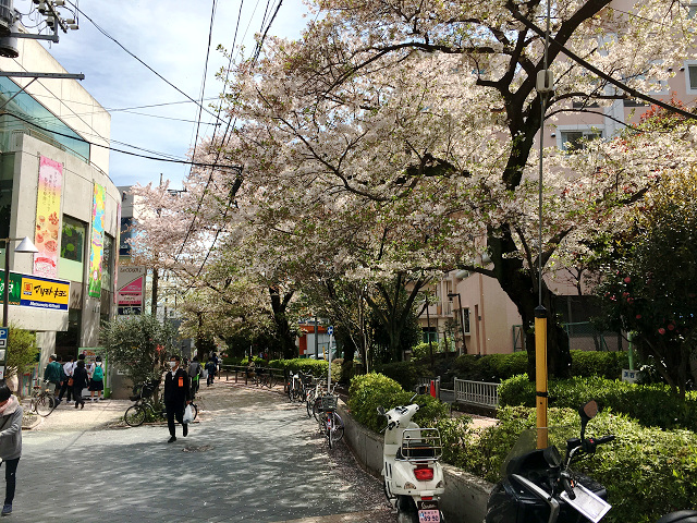 東京の桜散る１ by占いとか魔術とか所蔵画像
