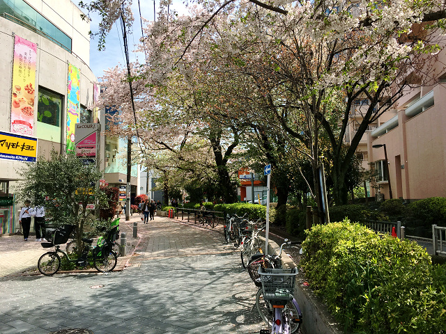 東京の桜散る２ by占いとか魔術とか所蔵画像