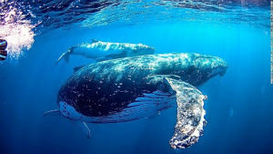 whale-oz-swimming-with-humpback-whale.jpg