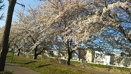 新川桜１