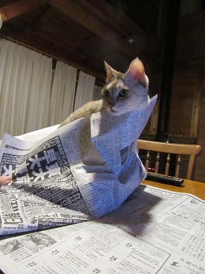 新聞読めない！