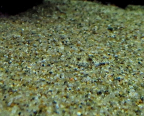 北米淡水カレイ
