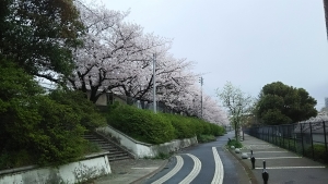 桜2-1704