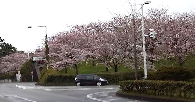 20170409雨と桜