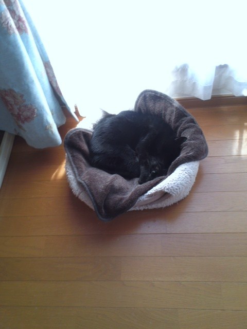 黒猫ぷっちー