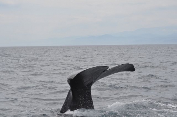 【アクアライン付近】今度は「東京湾」でクジラ目撃…海上保安部の巡視船が大型海洋生物を確認