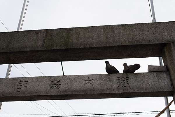 南押切神明社鳥居の上の鳩