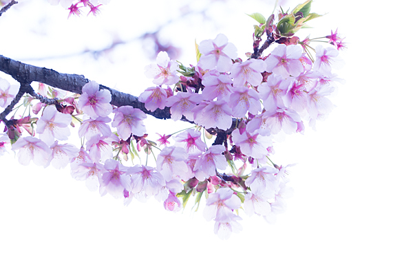 大寒桜の花ハイキー