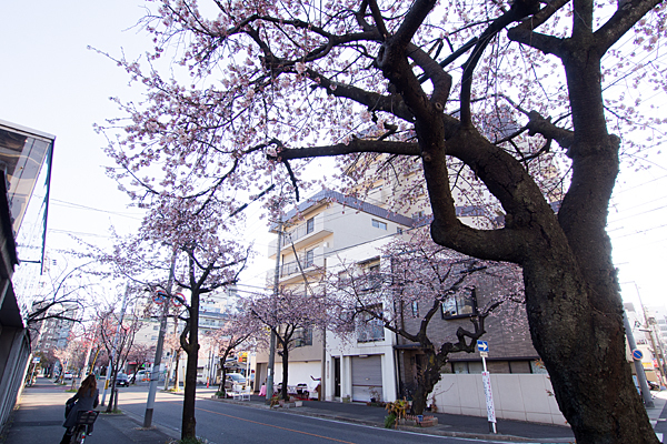 高岳早咲き桜と日常風景