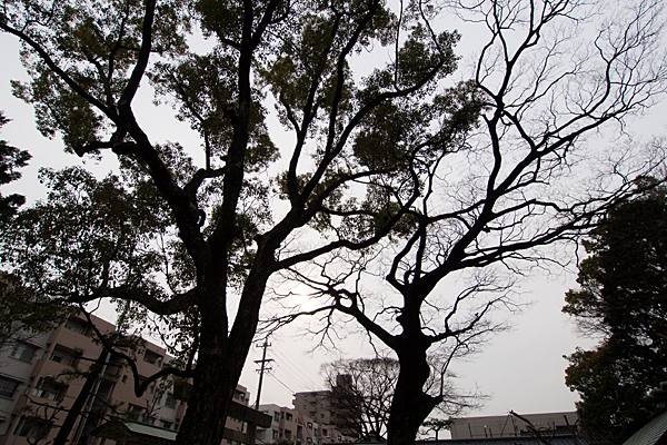 上飯田六所宮境内の木々