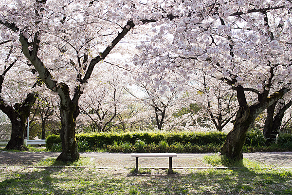 雨池桜とベンチ