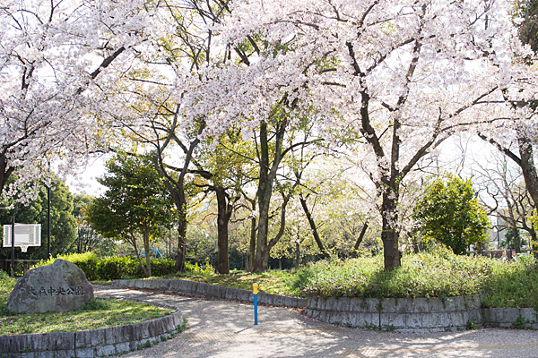 大森中央公園の桜
