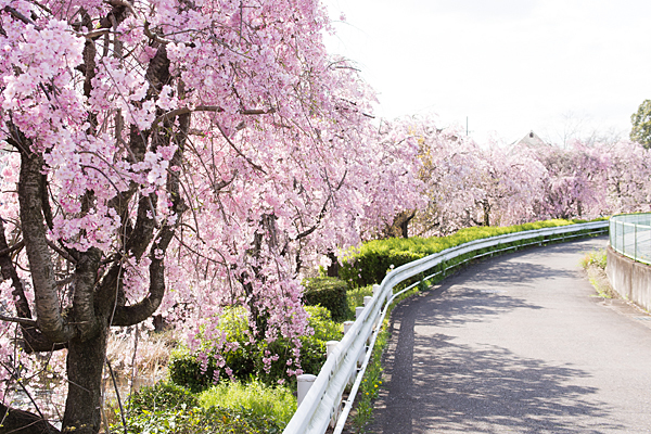 白沢川沿いの桜